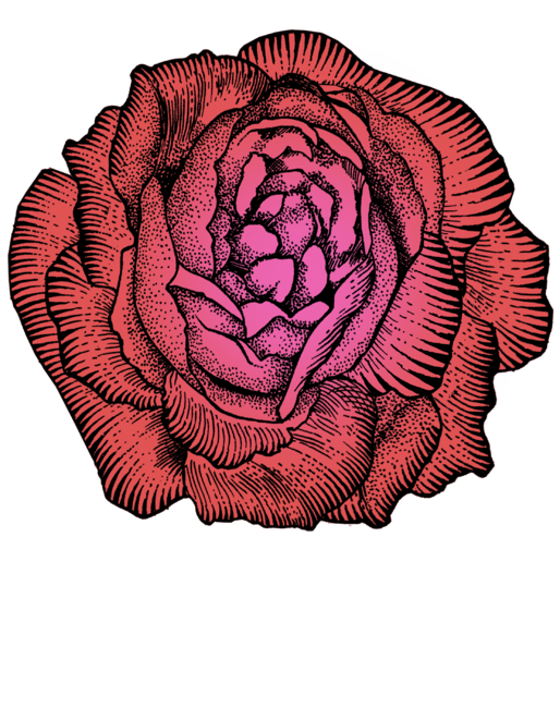 Giant Rose