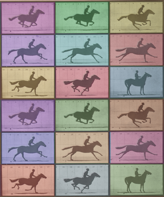 Time Lapse Motion Study Horse Color