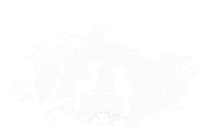 Toucan Forest Silhoutte