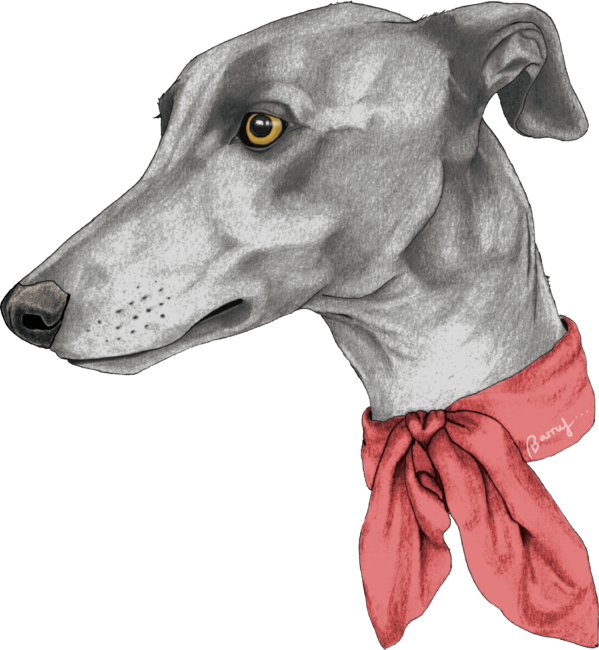 Greyhound with scarf