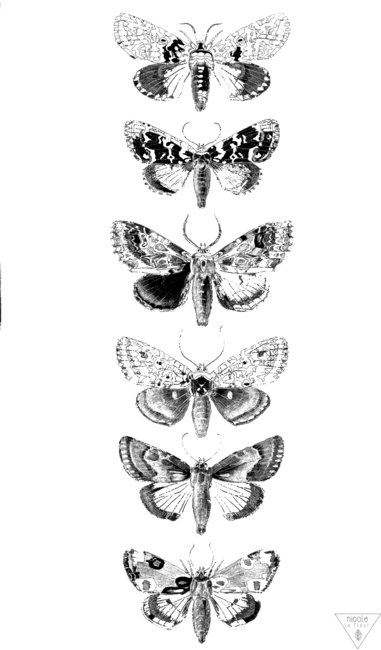 Monochrome Moth Study by NicoleLaFleur