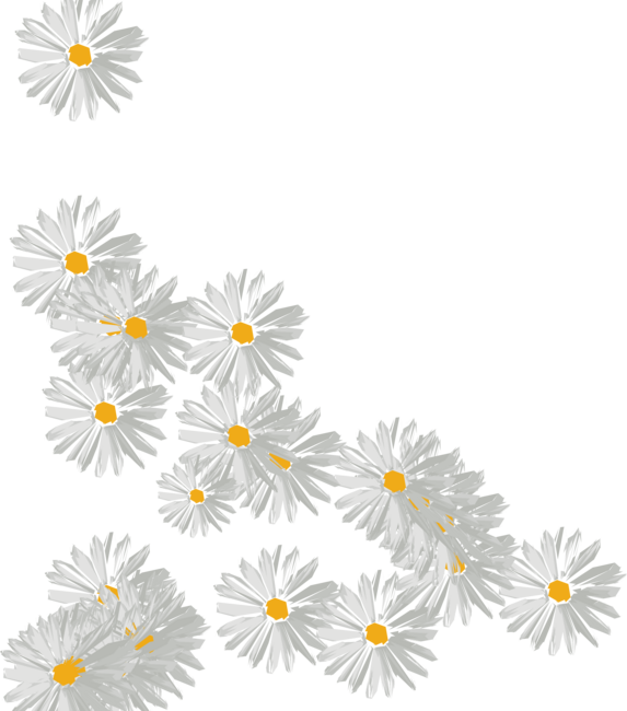 flower margarita daisy by carolsalazar