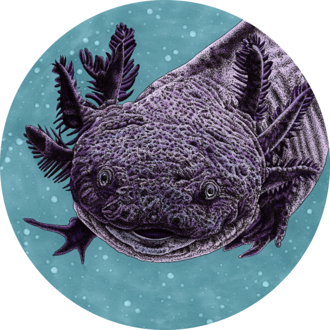 Purple axolotl by LorenDowding