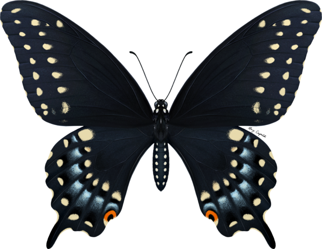 Black Swallowtail Butterfly Painting