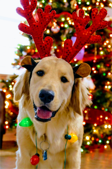 Christmas dog,Golden retriever cute Christmas gift
