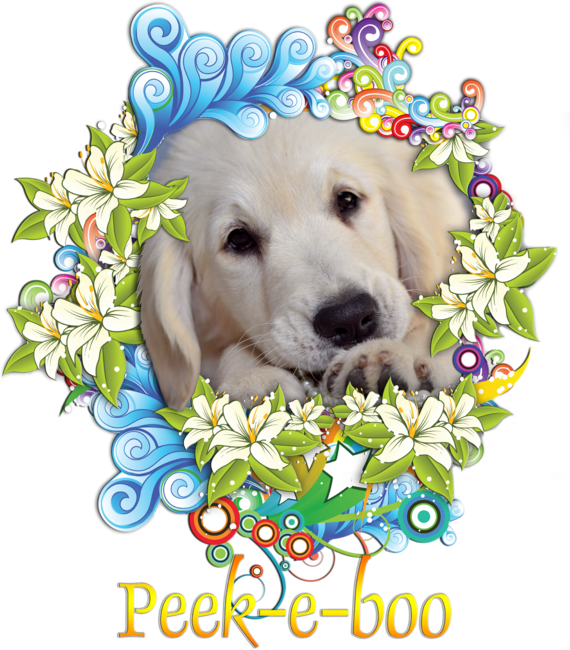 Peek-a-boo Labrador-puppy