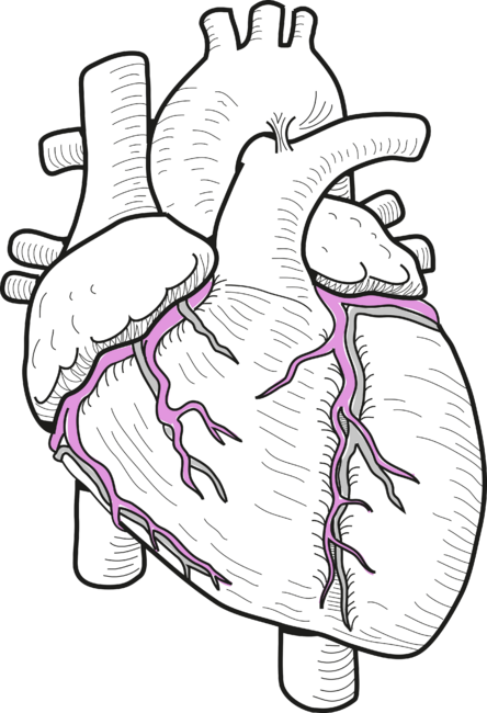 Anatomy human heart