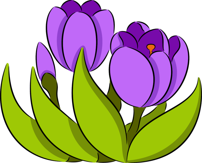 Crocus Flowers