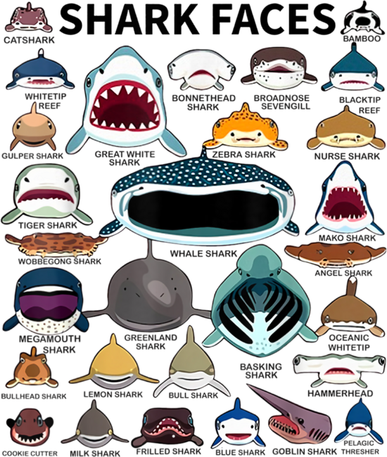Shark Faces - Type of Shark - Shark Faces of All Kinds by MiuMiuShop