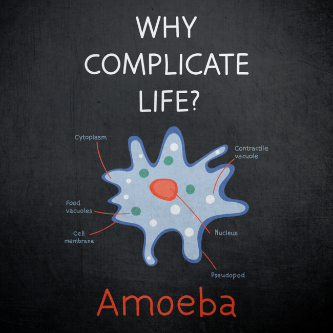 Amoeba structure by JohnLemon