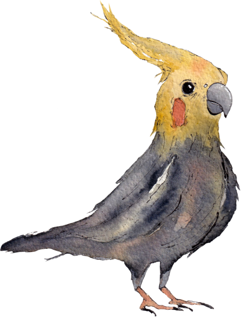 Yellow cockatoo