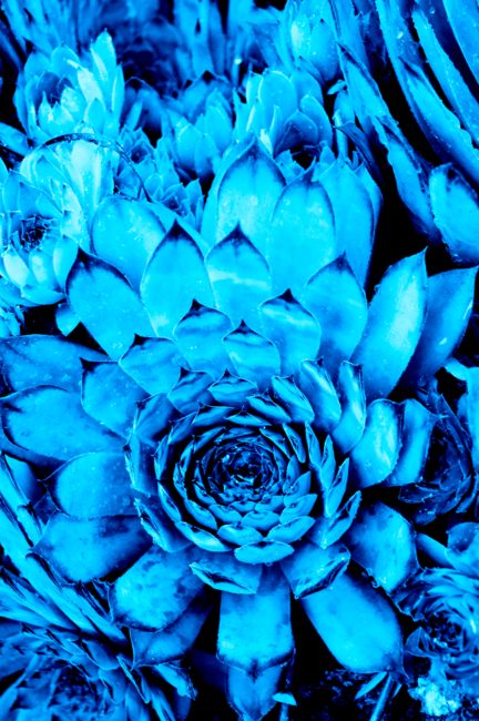 BLUE SERIES Succulent textures close-up by ARTbyJWP