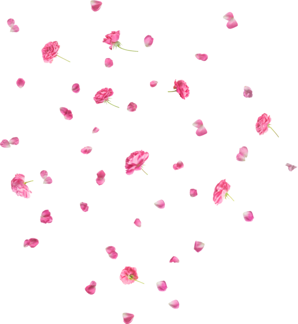 Pink Roses and Petals