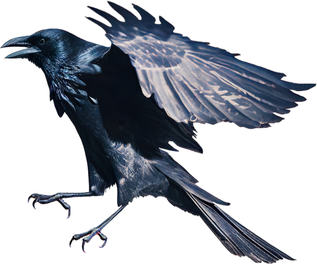 Raven in Mid-flight