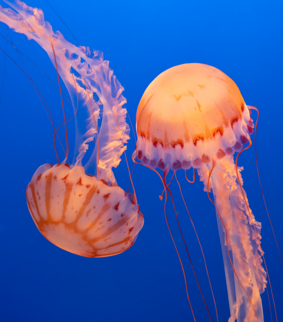 Jellyfish underwater sea life