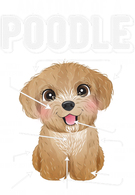 Anatomy Of A Poodle