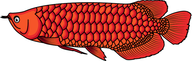 Red Arowana fish cartoon illustration by cartoonoffun