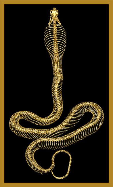 Gold Cobra