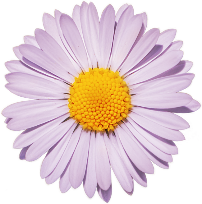 White and pink Daisy marguerite by AniPo