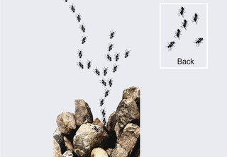 Ant migration by devilpisan
