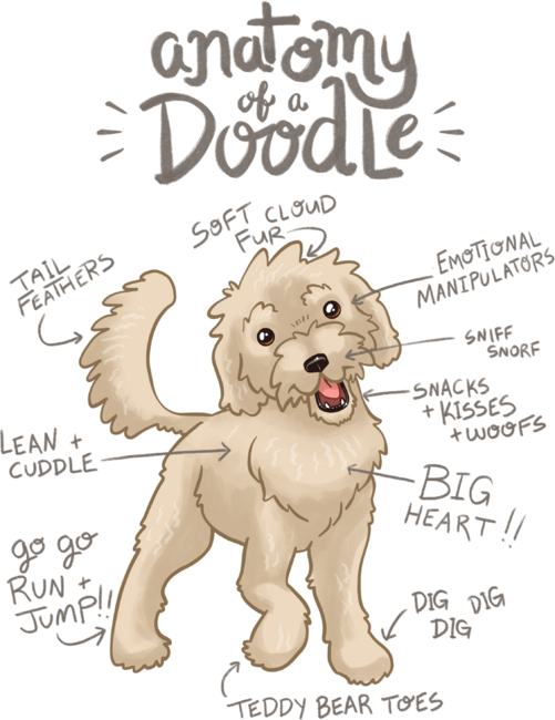 Anatomy of a Doodle