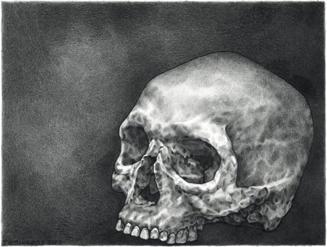 Human Skull Drawing by thebirdandsquirrel