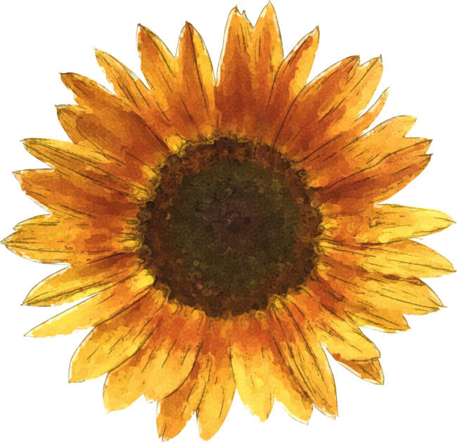 Sunflower by Maryedenoa