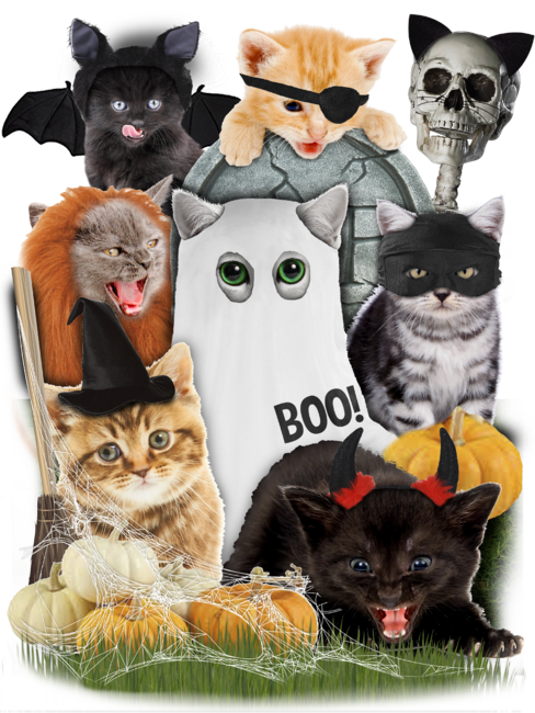 Halloween Cat Costumes  by lostgods