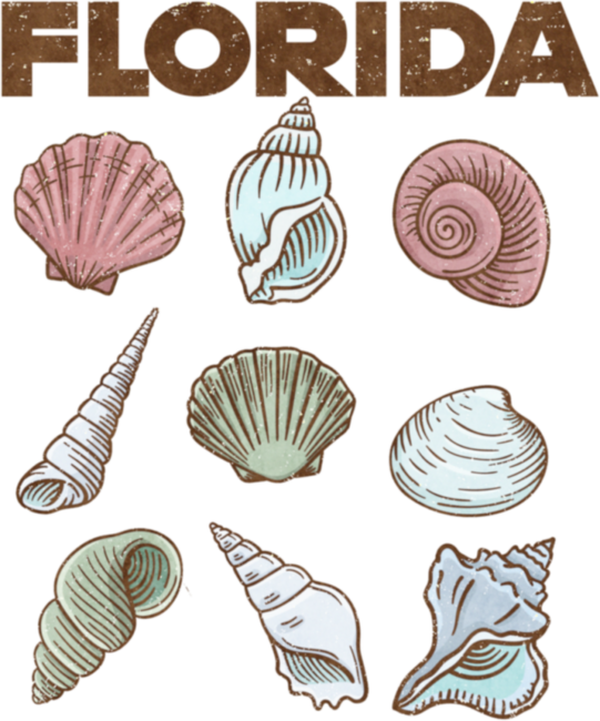 Florida Sea Shells Vintage