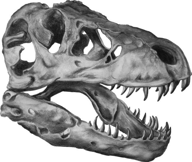 Tyrannosaurus Skull