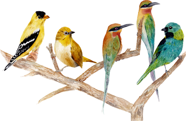 Birds in branches
