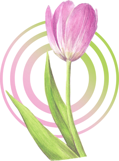 Pink tulip flower Spring elegant Floral watercolor art