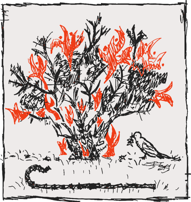 Burning Bush Sketch
