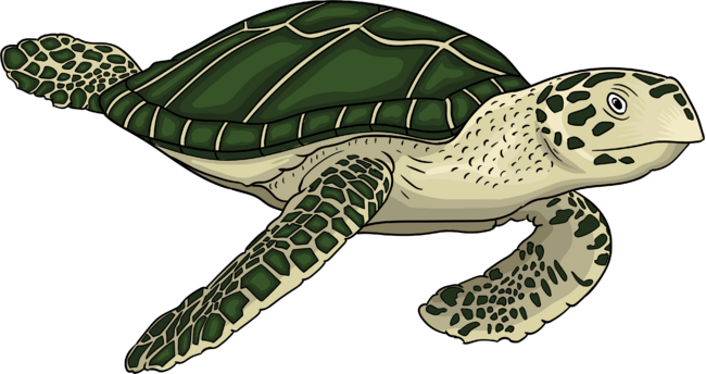 Sea turtle cartoon illustration