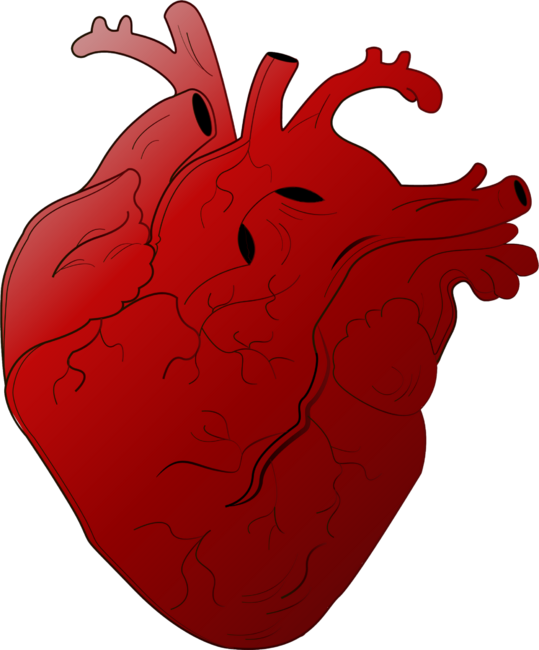 Human heart art