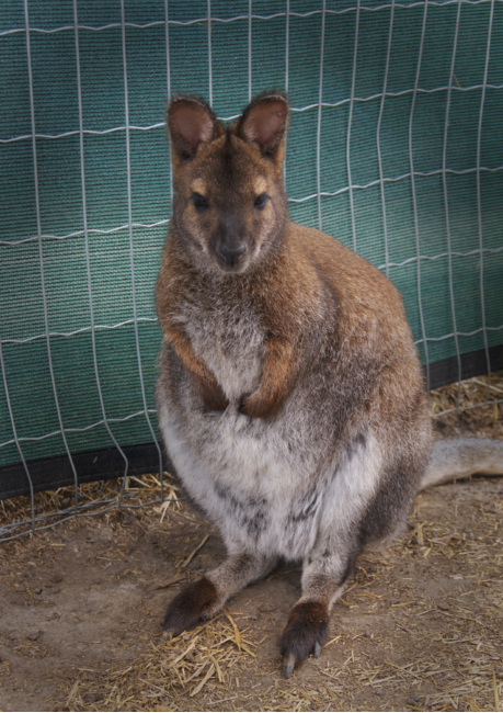 Cute Wallaby posing for a photo