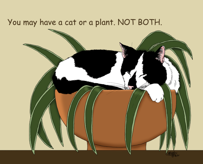Cat Sleeping on Plant