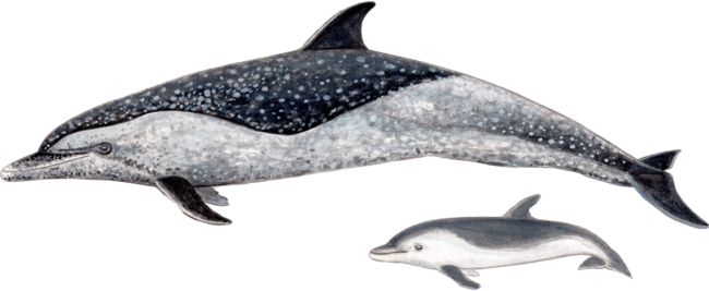 Pantropical dolphin (Stenella attenuata)