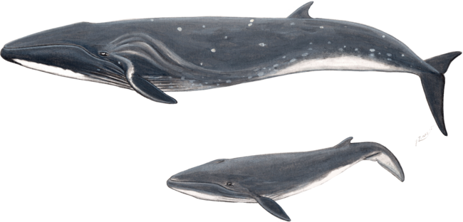 Sei whale (Balaenoptera borealis) by chloeyzoard