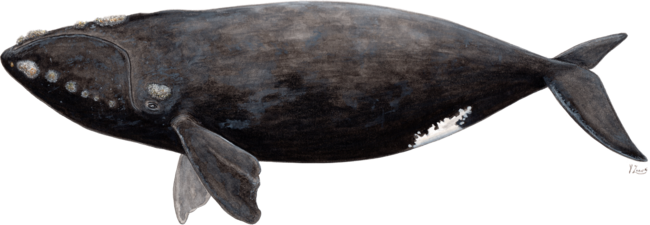 Northern right whale (Eubalaena glacialis)