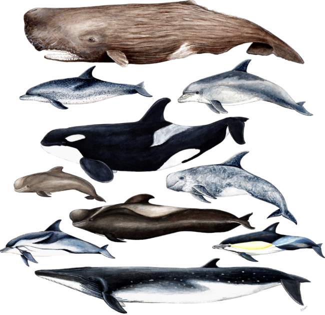Whales, dolphins, sperm whale &amp; orca