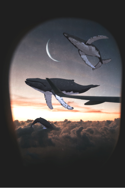 The Whales in the Sky