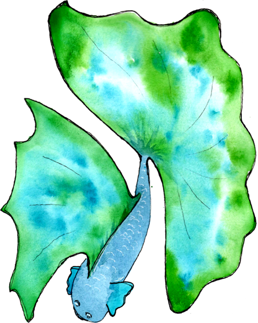 blue and green beta fish