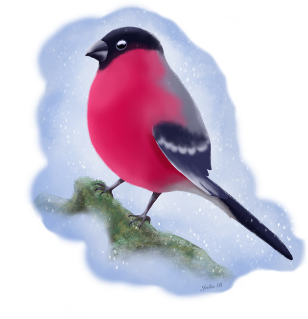 Bullfinch - winter bird. by JuliaRudens