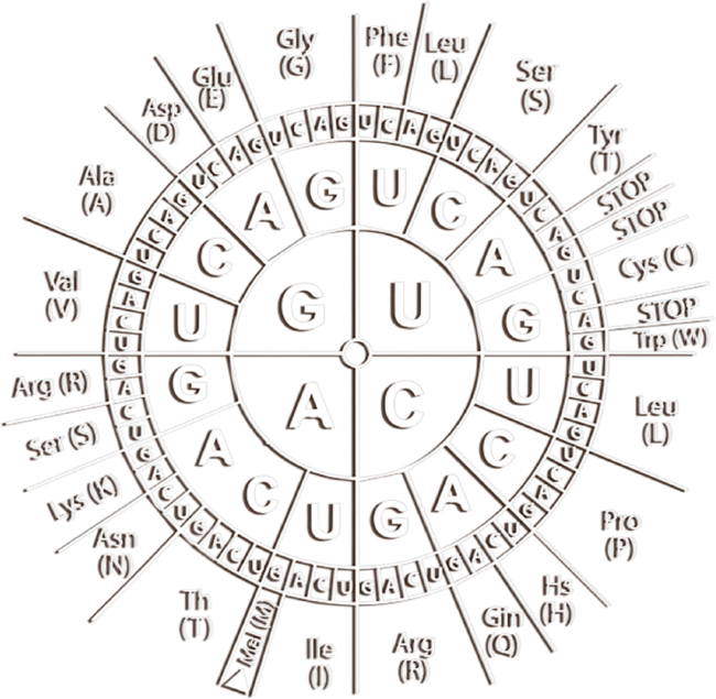 Biology Genetic Code Sun Science  T-Shirt by rinrinlove