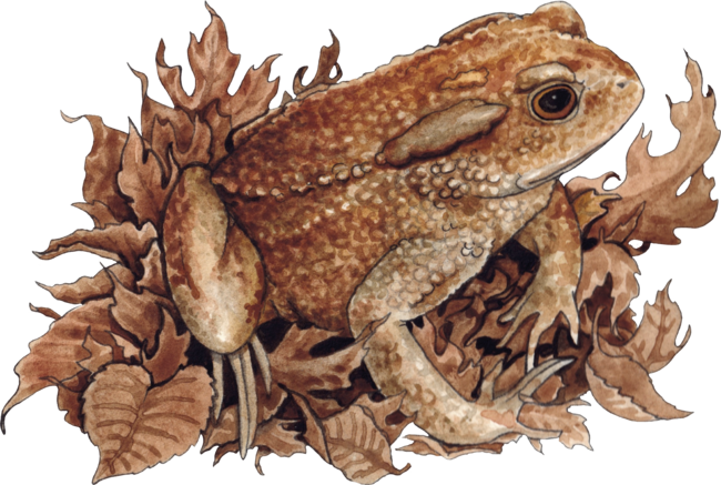 Autumn Toad