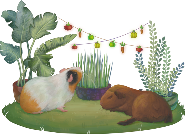 The digital painted guinea pigs