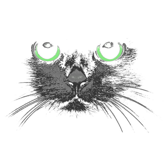 Cat Hello Darkness