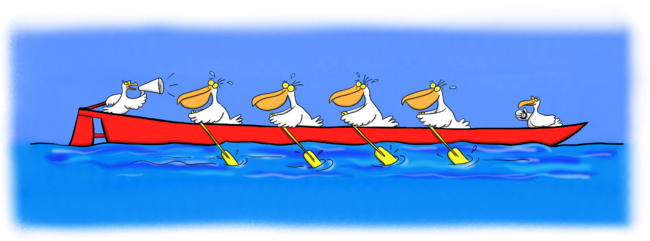 Funny pelican rowing team cartoon illustration