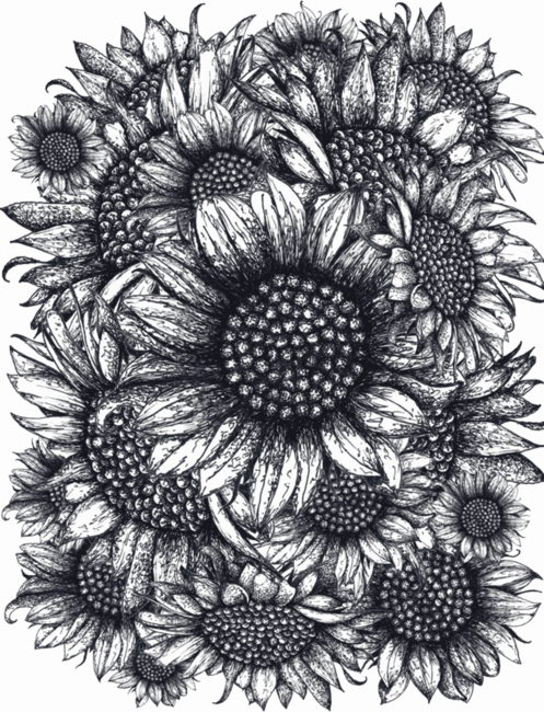 Black and white Sunflowers
